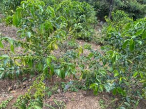 IMG-20250406-WA0050
