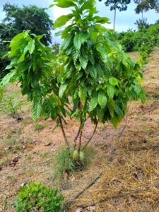 IMG-20250409-WA0015