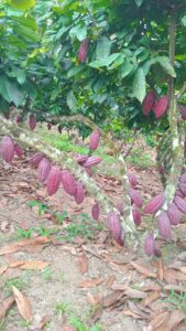 IMG-20250409-WA0033